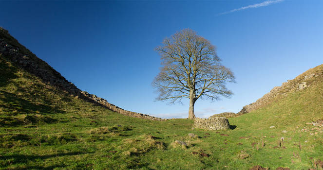 Sycamore Gap tree
